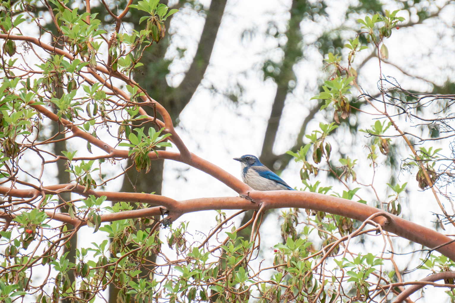 A scrub jay sits in a tree